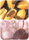 仓储害虫图片2