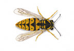 Image of Social wasps (Vespula vulgaris) | Rentokil China