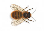 Image of Solitary bee (Apis mellifera) | Rentokil China