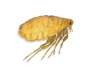 Image of Human fleas (Pulex irritans) | Rentokil China