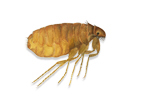Image of Cat flea (Ctencephalides felis) | Rentokil China