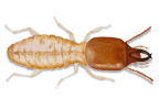 Image of Subterranean Termites (Coptotermes spp. Queen) | Rentokil China
