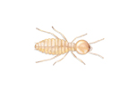 Image of Formosan Termite | Rentokil China