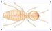 Image of Formosan Termite | Rentokil China