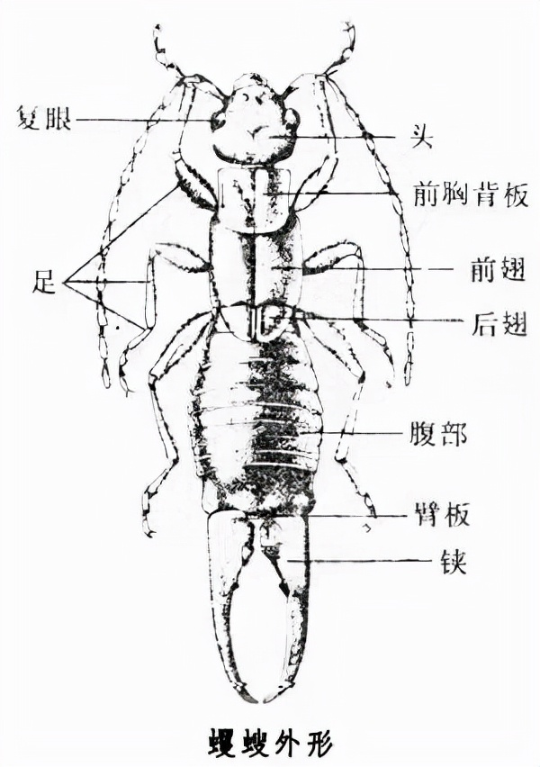 卫生间“耳虫”是从哪来的？怎么将它们彻底消灭？