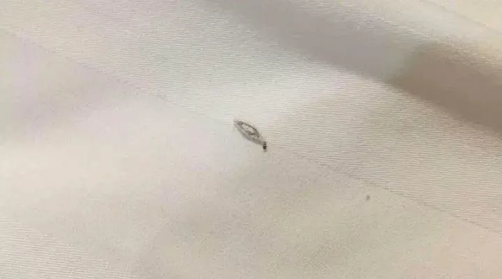 家里有衣蛾一定有窝吗？如何去除衣蛾